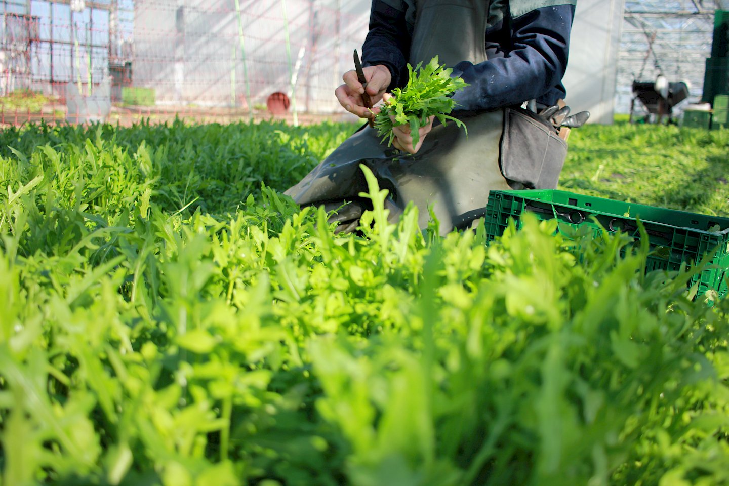 Wir ernten Rucola